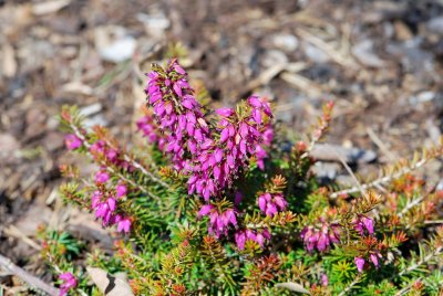 Erica carnea - vřesovec pleťový - květenství (2)